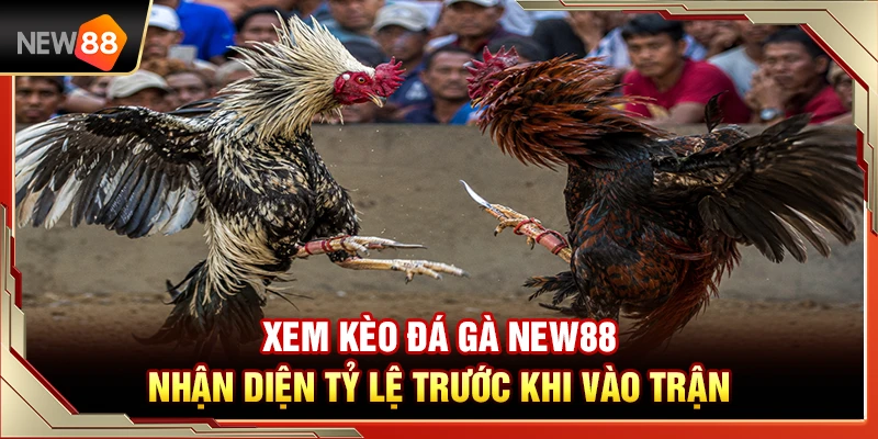 Xem Kèo Đá Gà NEW88 – Nhận Diện Tỷ Lệ Trước Khi Vào Trận