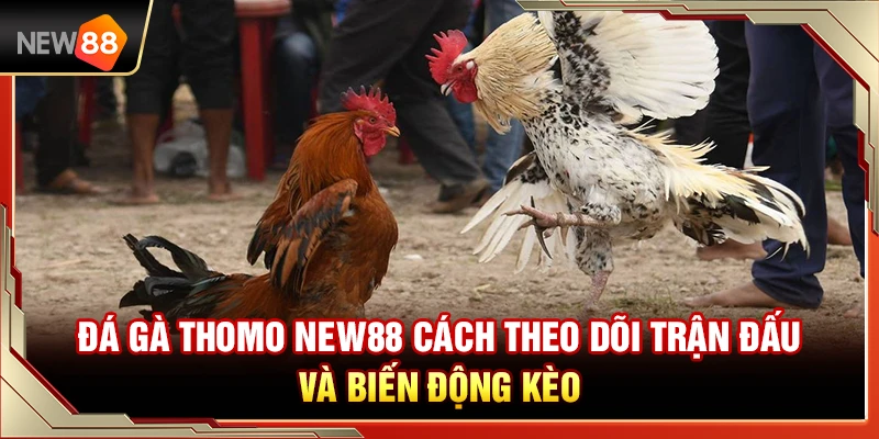Đá Gà Thomo NEW88 – Cách Theo Dõi Trận Đấu Và Biến Động Kèo