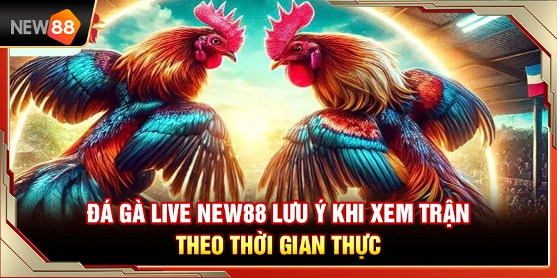 Đá Gà Live NEW88 – Lưu Ý Khi Xem Trận Theo Thời Gian Thực