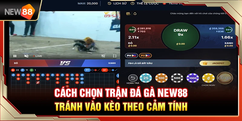 Cách Chọn Trận Đá Gà NEW88 Tránh Vào Kèo Theo Cảm Tính
