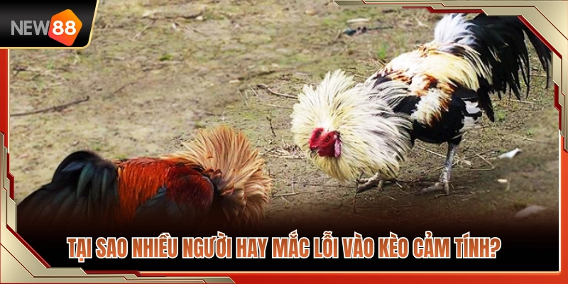 Cách Chọn Trận Đá Gà NEW88 Tránh Vào Kèo Theo Cảm Tính 2 Vì sao nhiều người dễ sa bẫy tâm lý khi đặt cược?