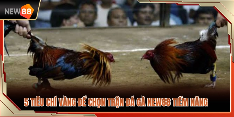 Cách Chọn Trận Đá Gà NEW88 Tránh Vào Kèo Theo Cảm Tính 3 Top 5 tiêu chí vàng giúp bắt trận đá gà NEW88 bao trúng