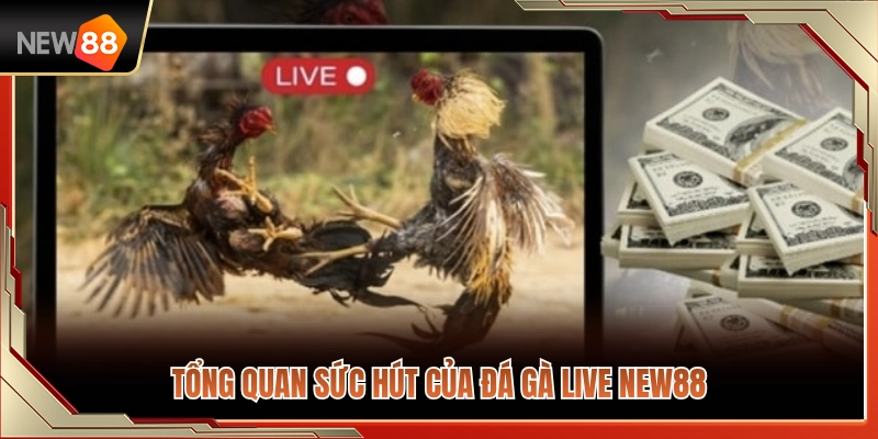 Đánh giá toàn cảnh về độ hot của sảnh đá gà live NEW88 