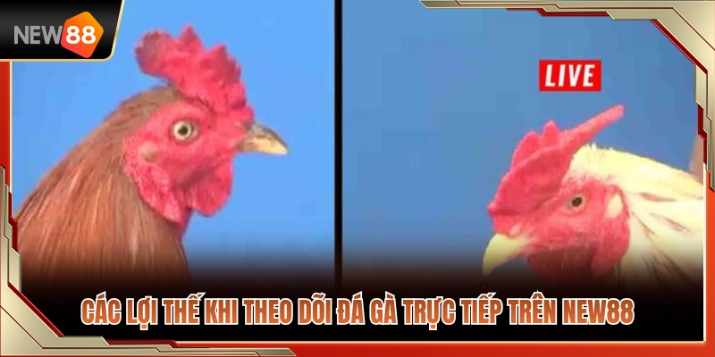 Điểm danh những ưu điểm vượt trội khi xem đá gà live NEW88 