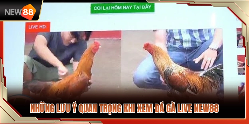 Những lưu ý khi theo dõi đá gà live 