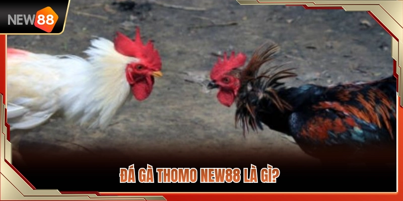 Đá Gà Thomo NEW88 – Cách Theo Dõi Trận Đấu Và Biến Động Kèo 2 Tìm hiểu bản chất hình thức đá gà Thomo NEW88