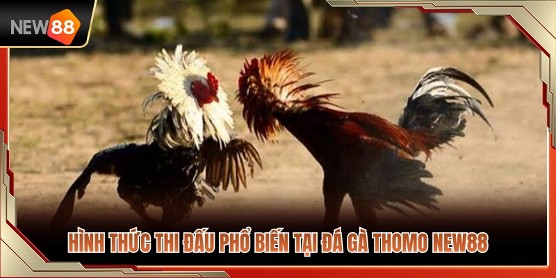 Đá Gà Thomo NEW88 – Cách Theo Dõi Trận Đấu Và Biến Động Kèo 3 Top các hình thức thi đấu đá gà Thomo NEW88 phổ biến