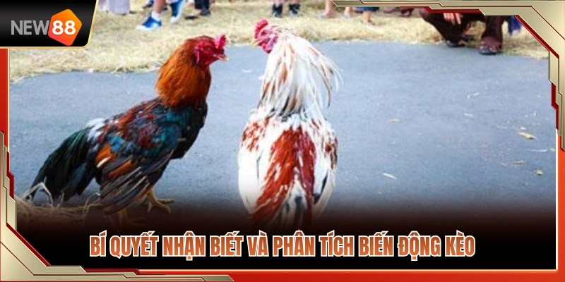 Đá Gà Thomo NEW88 – Cách Theo Dõi Trận Đấu Và Biến Động Kèo 4 Phương pháp nhận diện cùng phân tích sự biến động kèo