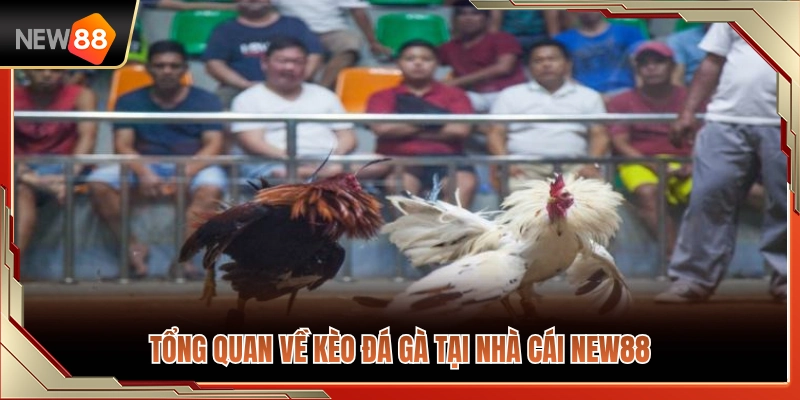 Xem Kèo Đá Gà NEW88 – Nhận Diện Tỷ Lệ Trước Khi Vào Trận 2 Khám phá tổng quan về loại hình cược đá gà NEW 88