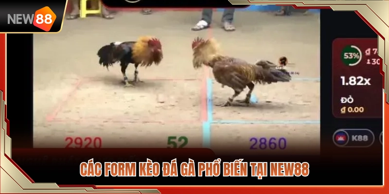 Xem Kèo Đá Gà NEW88 – Nhận Diện Tỷ Lệ Trước Khi Vào Trận 3 Những dạng xem kèo đá gà NEW88 thông dụng nhất